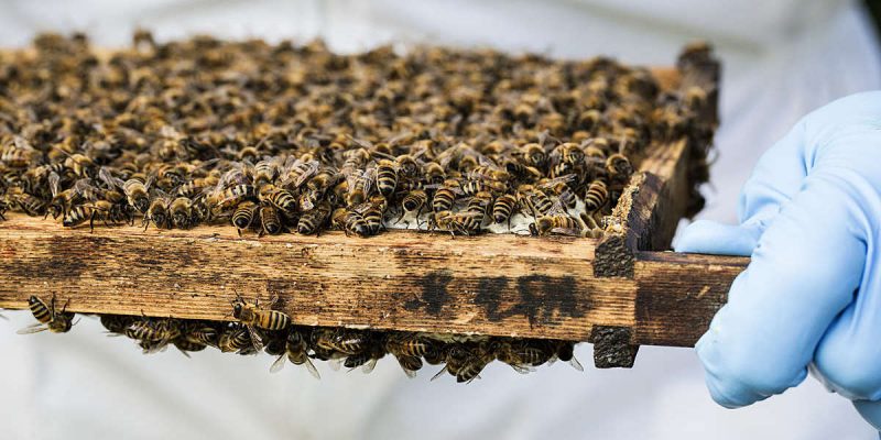 مسئولیت اجتماعی ISO/TS 26030